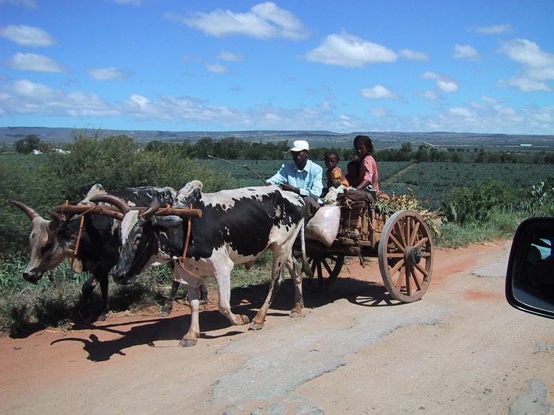 420 Zebu cart